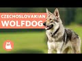The Czechoslovakian Wolfdog - Everything You Need to Know