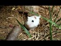 1 YEAR Hamster in wild natural only soil TERRARIUM cage