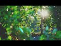 Video Diary - Before Sunset - Super Takumar 50mm F1.4