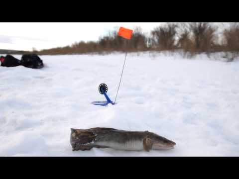 ловля окуня в свердловской области видео ловля окуня в свердловской области видео