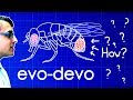 Download Evo-Devo (Despacito Biology Parody) | A Capella Science mp4 3gp mp3 videos - waplic