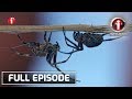 I-Witness: 'Walong Mga Paa,' dokumentaryo ni Atom Araullo | Full Episode
