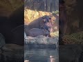 Baby Hippo Fritz with Dad Tucker - Cincinnati Zoo #shorts