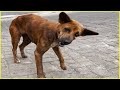 What Happens with My Head! Poor Dog Tearfully Staggers, Begging For Help