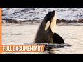 Download Skagerrak: The hunting grounds of the Orcas mp4 3gp mp3 videos - waplic