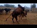 Red young cow vs राठी Bull full hd  meeting video Animals Volg Info