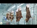 Amazing Beef Processing Line - Beef and Chicken Processing Factory | American Agriculture