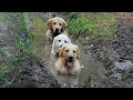 Funniest Dogs Playing in Mud - FUNNY DOG VIDEOS😂