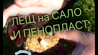 сало как насадка для ловли сало как насадка для ловли