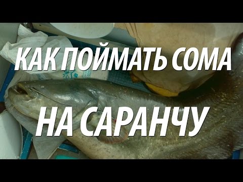 приманка на сома на волге приманка на сома на волге