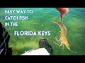 How to Catch Fish Easily in The Florida Keys with Live Shrimp and Chum