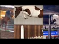 Showjumping Hunters and Eventing TikTok Compilation