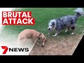 One dog dead, second injured in savage dog attack at Hewett | 7NEWS