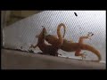Do Lizards Mate? | Lizard Mating | How do lizards mate? | Mating Video