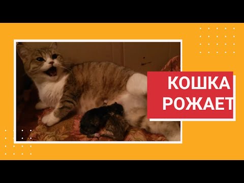 Как схватки у кошки Как схватки у кошки