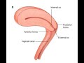 Gross Anatomy of Vagina
