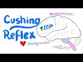 Cushing Reflex (intracranial hypertension)