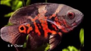 Full Hd Ikan Air Tawar Direct Download And Watch Online