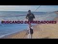 PESCA SURFCASTING EN BUSCA DE DEPREDADORES CON AGUA PLATO