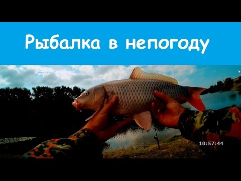когда карп клюет на горох когда карп клюет на горох