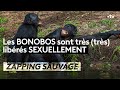Les Bonobos sont très (très) libérés sexuellement - ZAPPING SAUVAGE