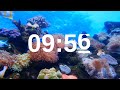 10 Minute Timer Relaxing Music Lofi Fish Background