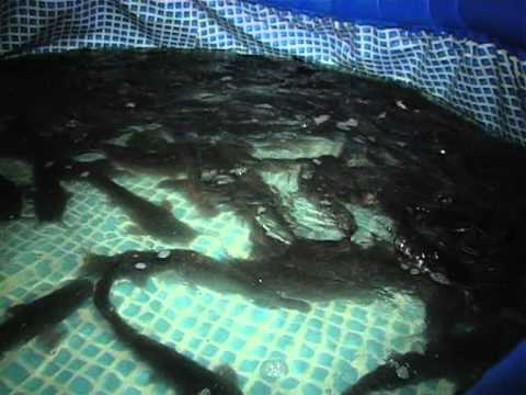 выращивание сомов видео выращивание сомов видео