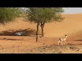 #Dubai Dubai Desert Conservation Reserve | Al Maha (Arabian Oryx) with Arabian Gazelle in the desert