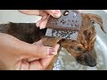 Bathing And Remove Tlcks & Fleas on Cutest Puppy | Working With Love