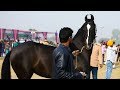 Marwari horse of best breed from Punjab India