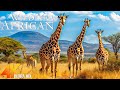 4K African Animals - Serengeti National Park -Wildlife & Animals of Africa With Real Sounds -4KVIDEO