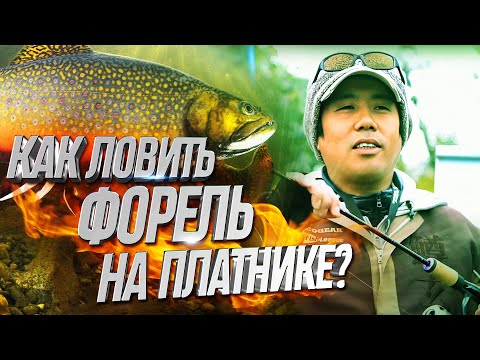 ловля форели на спиннинг в наших реках ловля форели на спиннинг в наших реках