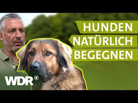 Hundebegegnungen ohne Stress Hunde verstehen 2 Tierratgeber WDR