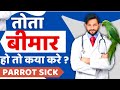 Tota Bimar Ho To Kya Kare | Parrot Bimar Ho To Kya Karen | Parrot Illness Symptoms | Treatment Hindi