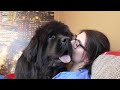 With newfoundland dogs in the room