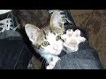 Download Cat Asking For Help Is Rescued But Watch What The Dogs Did Next mp4 3gp mp3 videos - waplic
