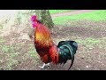 47 Imperessive rooster crowing in the morning compilations 2018 - Chant du Coq