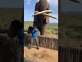 Bet he can't drink beer that fast! #shorts #wildlife #nature #Elephants #