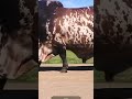 big ox in the world #shortvideo