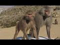 The Funny Moments Of Baboons | Nature Life