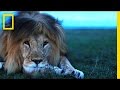 Download Understanding the Lives of Lions | National Geographic mp4 3gp mp3 videos - waplic