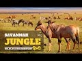 सवाना जंगल, Africa - हिन्दी डॉक्यूमेंट्री | Wildlife documentary in Hindi