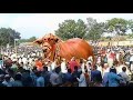 10 Biggest Bulls in the World
