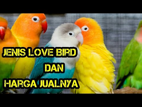 Download Macam - Macam Love bird dan Harganya free