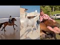 Horse TikToks That Went Viral! #26