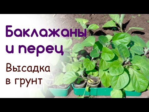 Когда сажать рассаду перцев и баклажан в 2018 Когда сажать рассаду перцев и баклажан в 2018