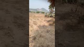 Jhadabai ( dist : ganjam, Odisha) Residential Plot (9090924238)