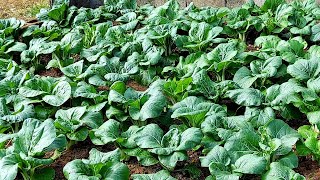 Harvesting Pak Choi At My School, Bountiful Harvest