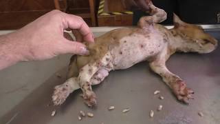 A sad story: Mangoworm puppy - RIP