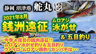 【銭洲 泳がせ釣り】４度目の銭洲遠征!ムロアジ泳がせ釣り＆遠征五目! ウメイロ・ムロアジ爆釣！【沼津港 舵丸】